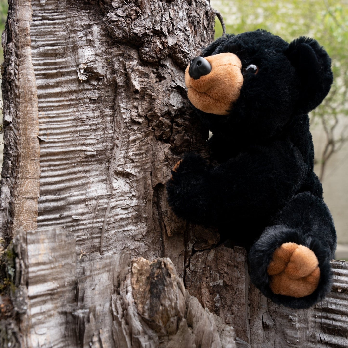 Black Bear Plush