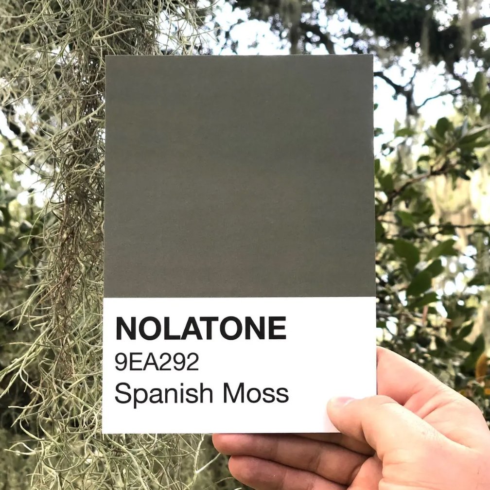 Nolatones Postcard - Spanish Moss