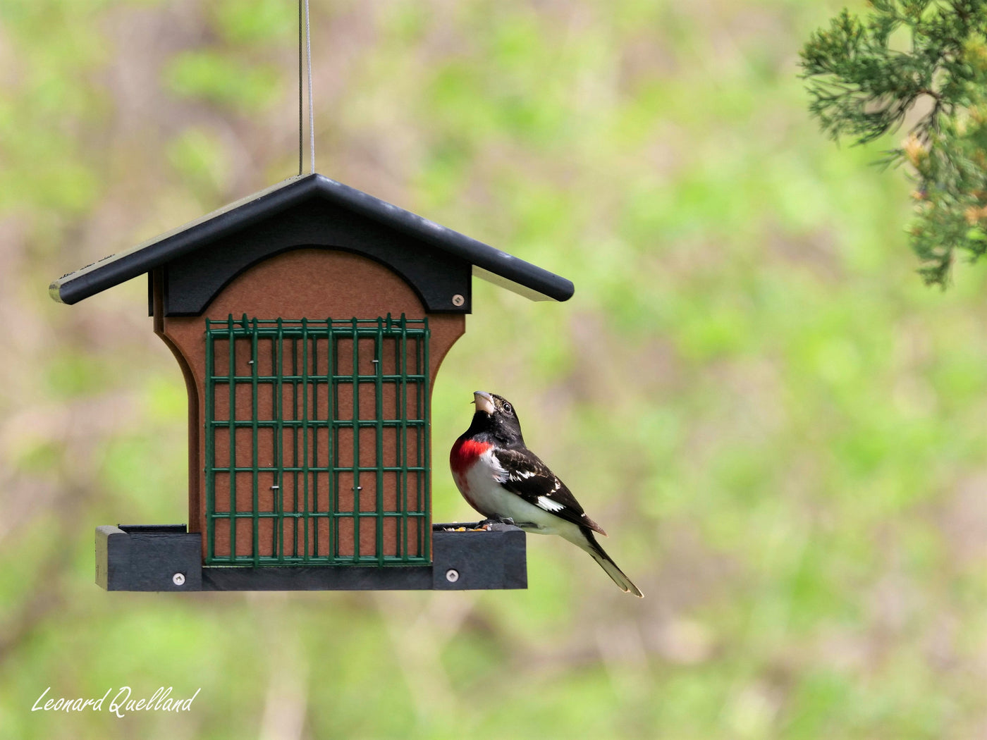 Amish-Made Deluxe Bird Feeder with Suet Holder, Made With Poly Lumber - Kidtoycart