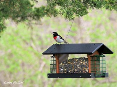 Amish-Made Deluxe Bird Feeder with Suet Holder, Made With Poly Lumber - Kidtoycart