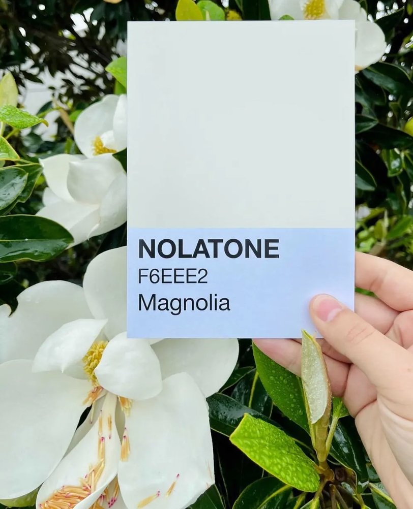 Nolatones Postcard - Magnolia